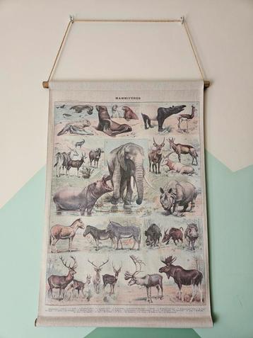 Schoolplaat // Mammifères beschikbaar voor biedingen