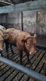 Mooi luxe vaarskalf, Dieren en Toebehoren, Runderen, Mannelijk