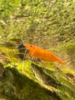 Oranje garnaaltjes, Kreeft, Krab of Garnaal