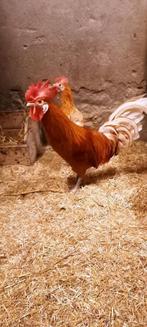 Friese gelwiltpel haan met hen, geringd, Dieren en Toebehoren, Meerdere dieren, Kip