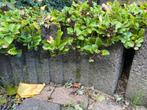 Gratis Betonnen Bloembakken met Beplanting (1-10), Ophalen, Gebruikt, Balkon, Minder dan 60 cm