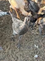 Modern engelse vechtkriel, Dieren en Toebehoren, Pluimvee, Meerdere dieren, Kip