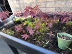Stekjes japanse esdoorn 1 a 2 jaar oud, Tuin en Terras, Planten | Bomen, Bloeit niet, Overige soorten, Minder dan 100 cm, Ophalen