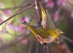 gezocht roodflank brilvogel (Zosterops erythropleurus), Dieren en Toebehoren, Vogels | Overige Vogels, Vrouwelijk, Tropenvogel