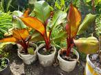 musa ensete ventricosum "Maurelli" rode banaan, Ophalen, Overige soorten, Minder dan 100 cm