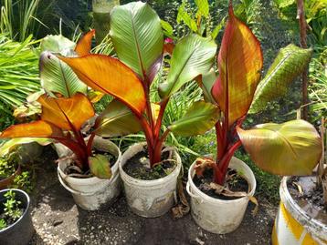 musa ensete ventricosum "Maurelli" rode banaan beschikbaar voor biedingen