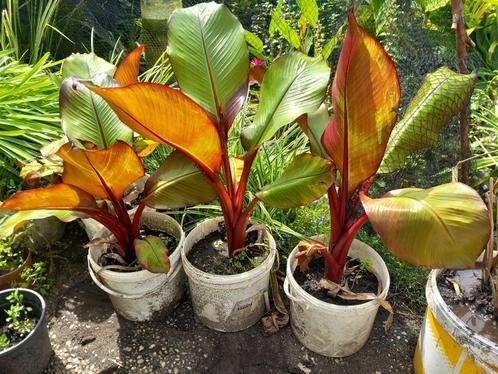 musa ensete ventricosum "Maurelli" rode banaan, Huis en Inrichting, Kamerplanten, Overige soorten, Minder dan 100 cm, Ophalen