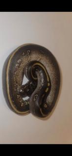 Ball python#python regius#stranger, Dieren en Toebehoren, Reptielen en Amfibieën, Slang