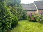Boeren hortensia’s, Ophalen, Hortensia, 100 tot 250 cm