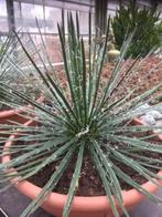 Agave Geminiflora potmaat 40cm en afkomstig uit Mexico, Cactus, Minder dan 100 cm, Ophalen of Verzenden, In pot