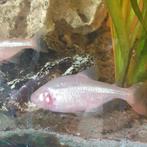 Blindegrotten vissen ruilen, Dieren en Toebehoren, Vissen | Aquariumvissen