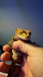 Wimpergekko, Dieren en Toebehoren, Hagedis, 0 tot 2 jaar