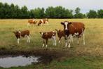 gezocht roodbonte stieren voor de mesterij van de melk af, Dieren en Toebehoren, Mannelijk, 0 tot 2 jaar