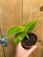 Strelitzia nicolai variegata plant green lime, Huis en Inrichting, Kamerplanten, Ophalen of Verzenden, Halfschaduw, Minder dan 100 cm