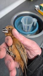 Braziliaanse Blauwe Bisschop koppel (Cyanoloxia brissonii) V, Dieren en Toebehoren, Meerdere dieren, Geringd