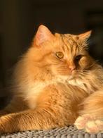 Ragdoll dekkater getest met stamboom, Dieren en Toebehoren, Katten en Kittens | Dekkaters