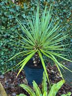Yucca Gloriosa, Huis en Inrichting, Kamerplanten, Ophalen, In pot, Minder dan 100 cm, Volle zon