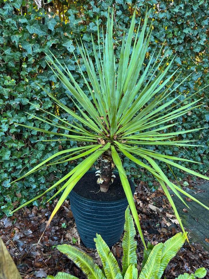 Yucca Gloriosa, Huis en Inrichting, Kamerplanten, Yucca, Minder dan 100 cm, Bloeiende kamerplant, Volle zon, In pot, Ophalen of Verzenden