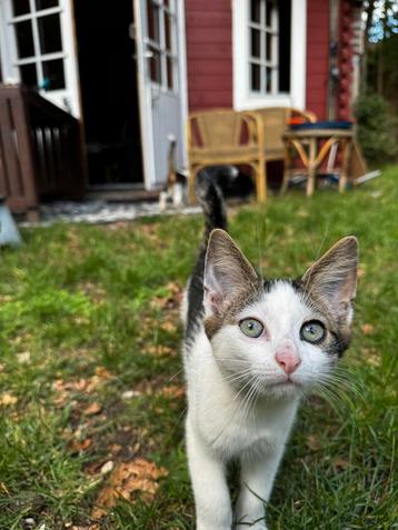 Kittens beschikbaar voor biedingen