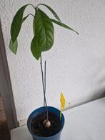 Mooie avocado boom/plant, Ophalen