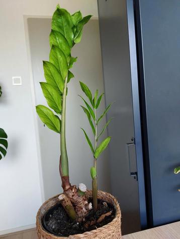 Zamioculcas plant te koop beschikbaar voor biedingen