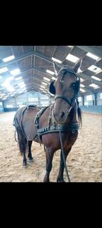 Marathontuig / mentuig, Ophalen of Verzenden, Overige soorten