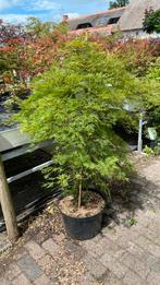 Japanse esdoorn ‘ emerald lace’, Ophalen, Overige soorten
