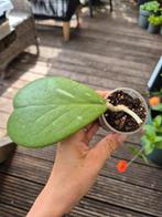 hoya kerri, Ophalen of Verzenden, Overige soorten, Minder dan 100 cm