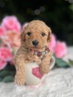 Toy Poedel pup  🐕‍🦺❤️🐾‍️ EXCLUSIEF, Dieren en Toebehoren, Honden | Chihuahua's en Gezelschapshonden, Poedel, CDV (hondenziekte)