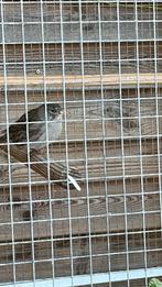 Verschillende kanaries te koop, Dieren en Toebehoren, Vogels | Kanaries, Meerdere dieren, Kleurkanarie