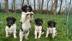 Friese Stabij Puppy’s (Bruin met wit), Dieren en Toebehoren, CDV (hondenziekte), Particulier, Meerdere, 8 tot 15 weken