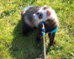 Twee super lieve fretten ., Dieren en Toebehoren, Overige Dieren, Augustus, Meerdere dieren