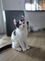 Unieke Sphynx Maine x Coon kater kitten met unieke oortjes, Kater, Ontwormd, 0 tot 2 jaar