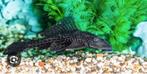 Jonge pleco, Vis
