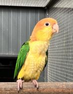 Roeskop Caique, Dieren en Toebehoren, Vrouwelijk, Papegaai, Geringd