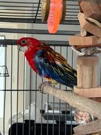 Pracht Rosella man evt. met kooi, Dieren en Toebehoren, Vogels | Parkieten en Papegaaien, Mannelijk, Parkiet, Geringd