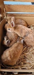 Jonge konijntjes, Dieren en Toebehoren, Konijnen, Meerdere dieren
