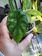Alocasia dragon scale albo variegata, Huis en Inrichting, Kamerplanten, Ophalen of Verzenden, Overige soorten, Minder dan 100 cm
