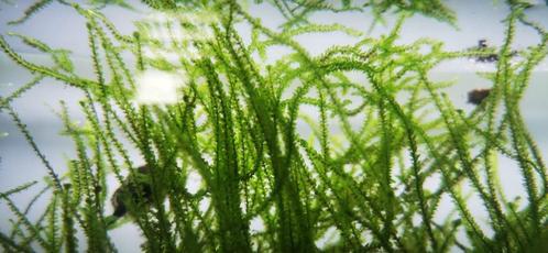Javamos, Dieren en Toebehoren, Vissen | Aquaria en Toebehoren, Nieuw, Plant(en), Steen of Hout, Ophalen