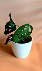Monstera Esqueleto – babyplant, Ophalen of Verzenden, Overige soorten, Minder dan 100 cm