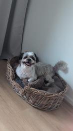 Oppas gezocht voor mijn hond (lees beschrijving)