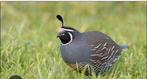 Californische kuifkwartel, Dieren en Toebehoren, Vogels | Overige Vogels, Geslacht onbekend, Tropenvogel