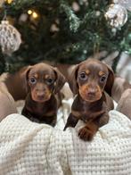 Dwerg teckel pups choco tan, Dieren en Toebehoren, Honden | Teckels en Dashonden, 8 tot 15 weken, Korthaar, Dwerg, Meerdere