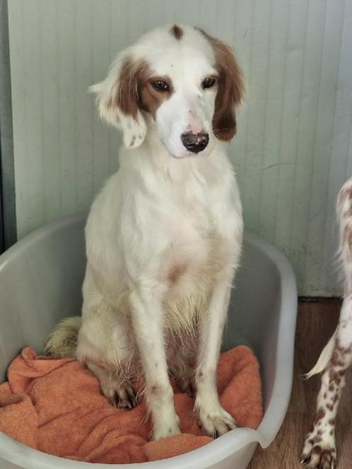 ACE: Pelusa is een prachtige mooie dame, Dieren en Toebehoren, Honden | Setters en Staande honden, Teef, Setter, Particulier, Eén hond
