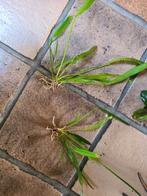 Echinodorus waterplant / aquariumplant 2 stuks, Dieren en Toebehoren, Vissen | Aquaria en Toebehoren, Ophalen of Verzenden, Zo goed als nieuw