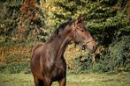 Aangeboden: 2,5 jarige ruinen., Dieren en Toebehoren, Ruin, Dressuurpaard, 0 tot 2 jaar, Onbeleerd