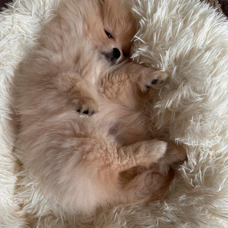 Pomeriaan beige, Dieren en Toebehoren, Honden | Poolhonden, Keeshonden en Oertypen, Teef, Keeshond, Particulier, Eén hond, Buitenland