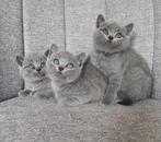Britse korthaar kittens, Dieren en Toebehoren, Katten en Kittens | Raskatten | Korthaar, Meerdere dieren, Ontwormd