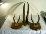 3 Afrikaanse horens (impala?), Ophalen of Verzenden, Gebruikt, Wild dier, Gewei of Kop