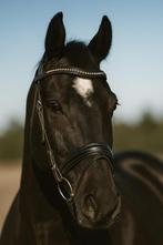 Zelfgefokte KWPN-merrie -afstamming Naam x Kennedy x Variant, Dieren en Toebehoren, Paarden, Merrie, M, Dressuurpaard, 11 jaar of ouder